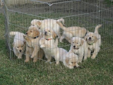 windmill farms golden retrievers