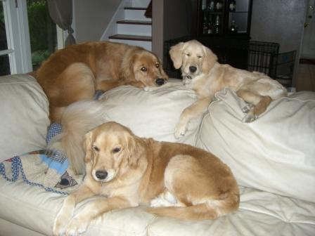 Reputable Golden Retriever Breeders - Brooke, Nugget and Dazzle