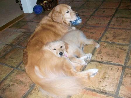 age golden retriever can sire