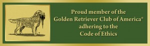 Golden Retriever Breeder Puppy Breeders