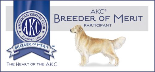 Texas Golden Retriever Puppy Breeders Of Merit